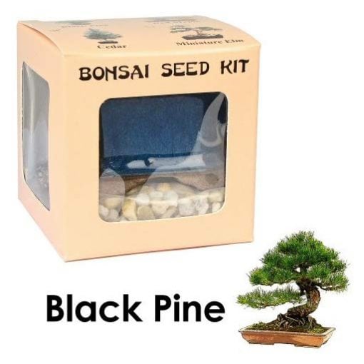 Black Pine Bonsai Tree Kit - Fun Gifts For Him