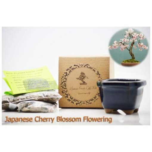 Cherry Blossom Bonsai Seeds - Fun Gifts For Him