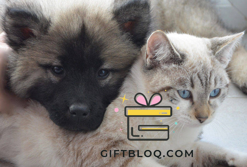 10 Meaningful Gifts In Memory Of A Pet To Honor Their Unconditional Love